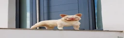 French Bulldog dogs for stud: !!REDUCED!! BUBBLEGUM - PINK FRENCH BULLDOG STUD - Advert 1