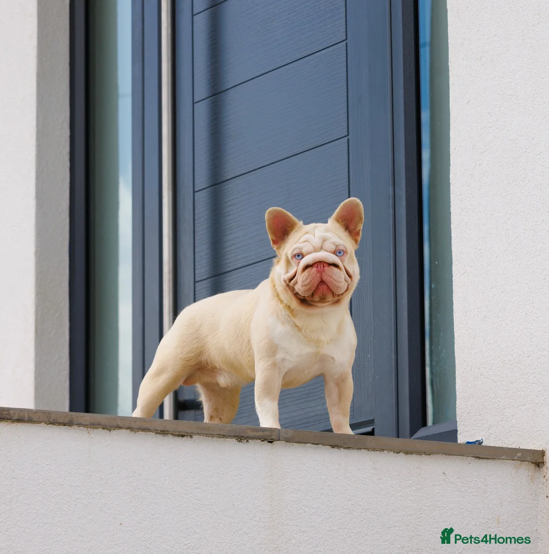 French Bulldog dogs for stud: !!REDUCED!! BUBBLEGUM - PINK FRENCH BULLDOG STUD - Advert 1