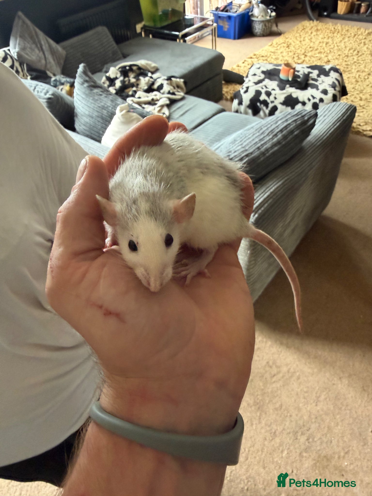 Rat rodents Rats for sale - Advert 1