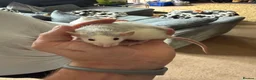 Rat rodents for sale: Rats for sale - Advert 1