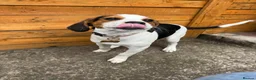 Beagle dogs for sale: Beagle Puppy Looking for Loving Home in Livingston - Advert 4