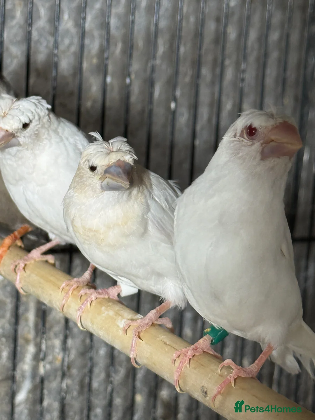 Mixed Breed birds for sale: Budgies and Bengal finches .  - Advert 2