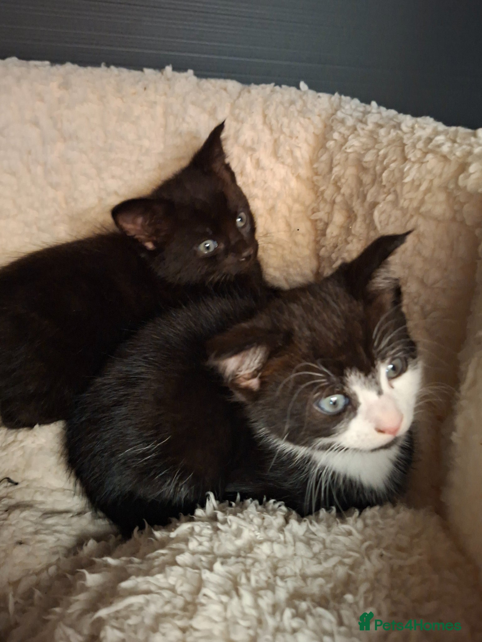 Mixed Breed cats READY NOW 2 beautiful kittens for sale - Advert 1