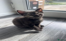 Mixed Breed cats for sale: Kittens  - Image 8