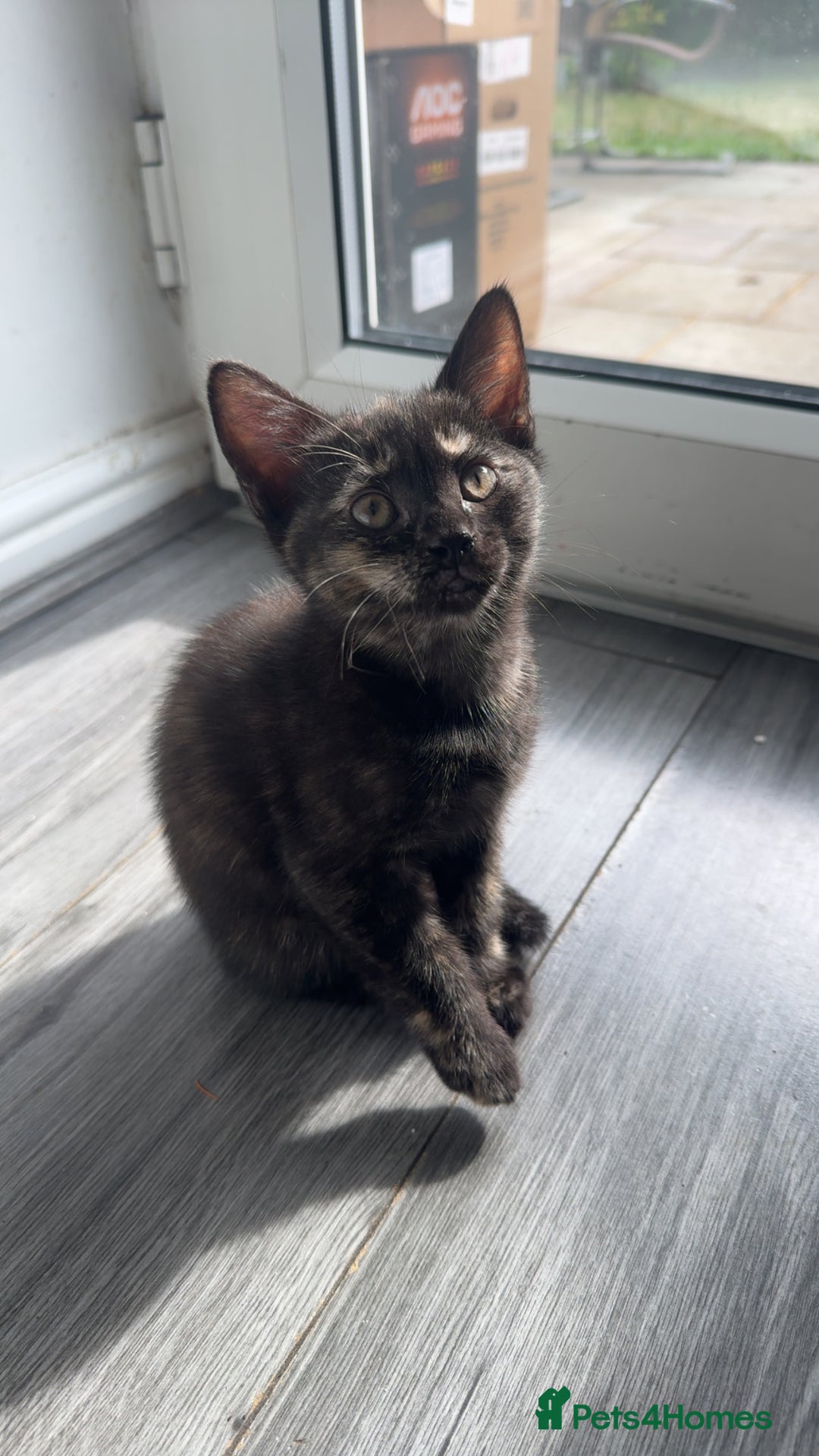 Mixed Breed cats for sale: Kittens  - Image 8