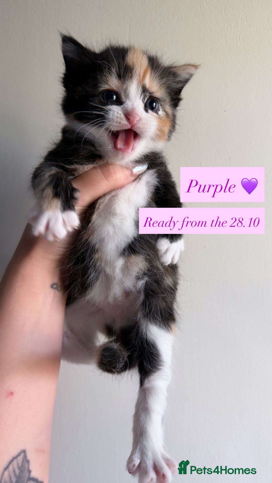 Mixed Breed cats Beautiful kittens looking for forever homes 🐾🎃👻 - Advert 8