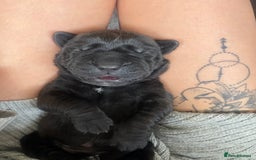 Mixed Breed dogs for sale: 3 beautiful boys for sale  - Image 14