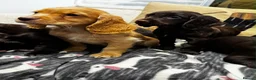 Cocker Spaniel dogs for sale: 🐾 Beautiful Working Cocker Spaniel Puppies 🐾 - Advert 7