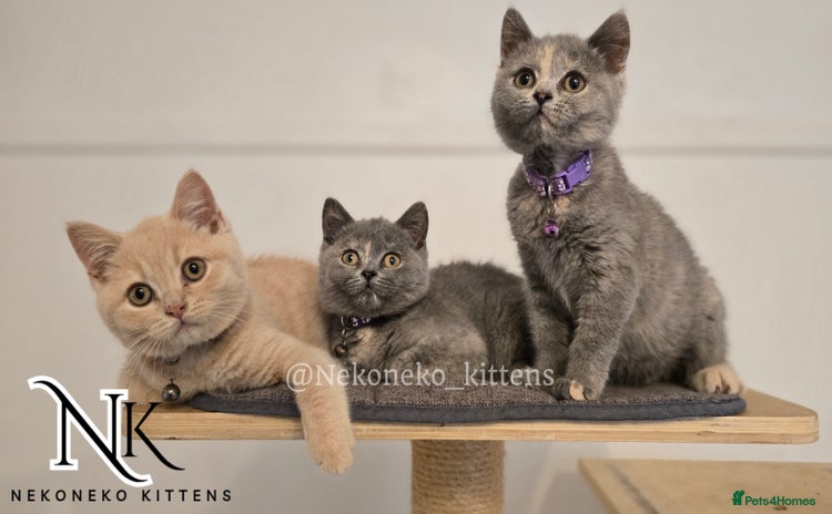 British Shorthair cats in Ilkeston - Advert 1