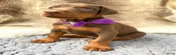 Dobermann dogs for sale: KC REG HEALTH TESTED EUROPEAN DOBERMAN PUPPIES - Advert 27