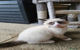 Mixed Breed cats for sale: Mostly white boy cat  - Image 1