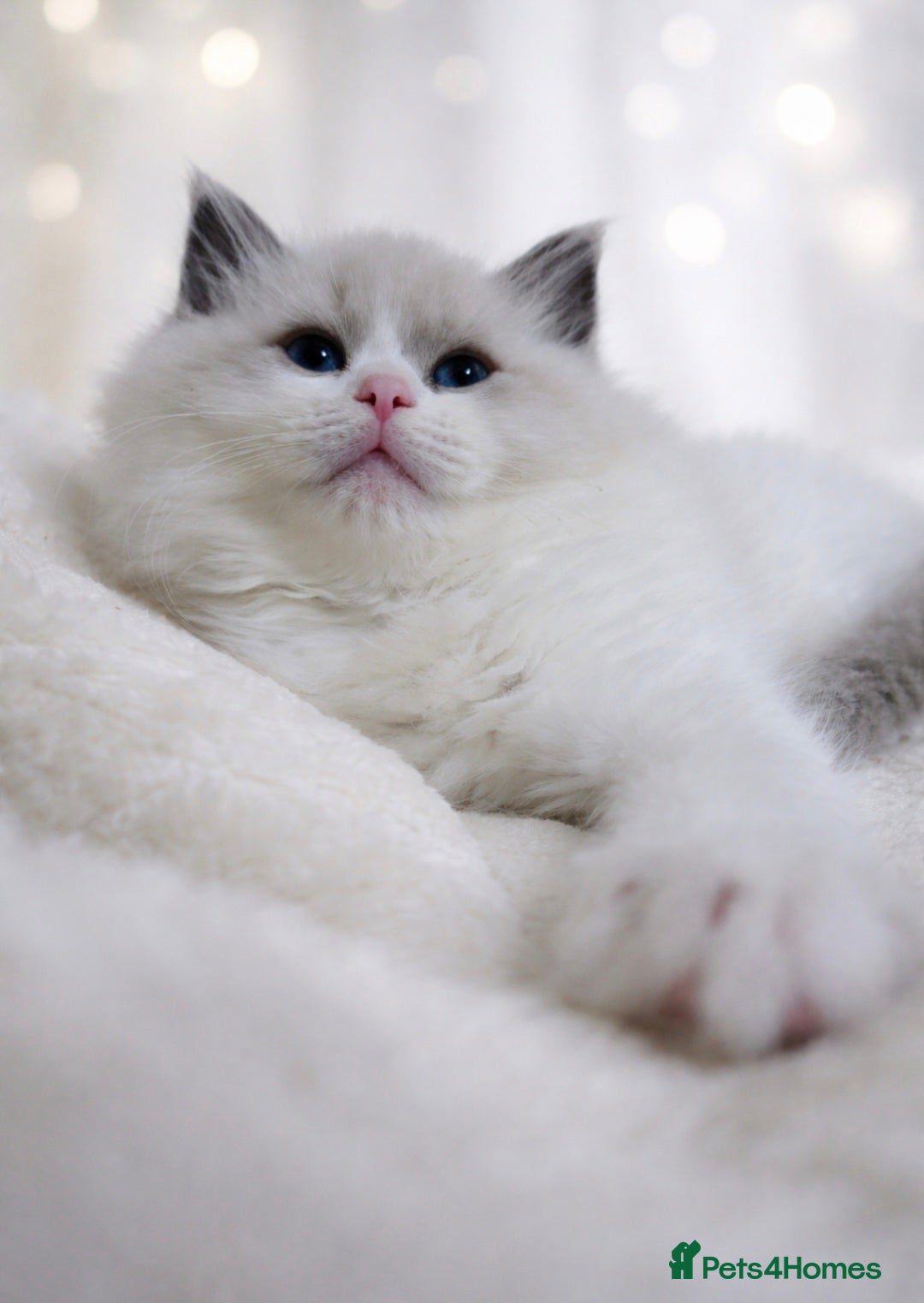 Ragdoll cats 2 European babies. Tica registered  - Advert 2