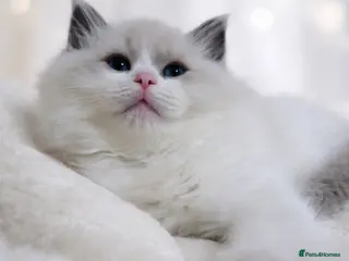 Ragdoll cats 2 European babies. Tica registered - Advert 2