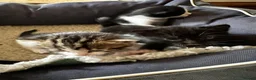 Mixed Breed cats for sale: Bengal Tiger Lily crept out for kittens - Advert 8