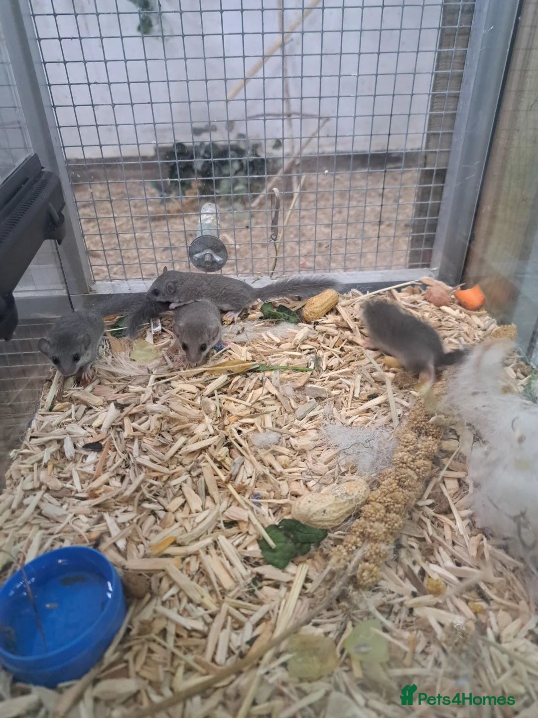 Mixed Breed rodents for sale: X4 young Micro squirrel  - Advert 1