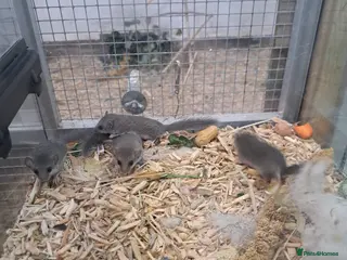 Mixed Breed rodents X4 young Micro squirrel - Advert 1