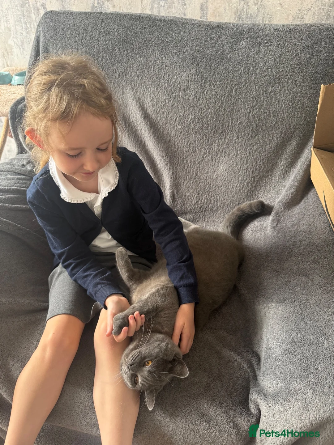 British Shorthair cats for stud: Hugo boy for STUD - Advert 7