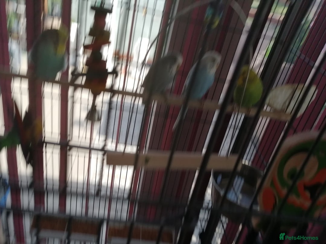 Budgerigars birds for sale: budgies for sale - Advert 17
