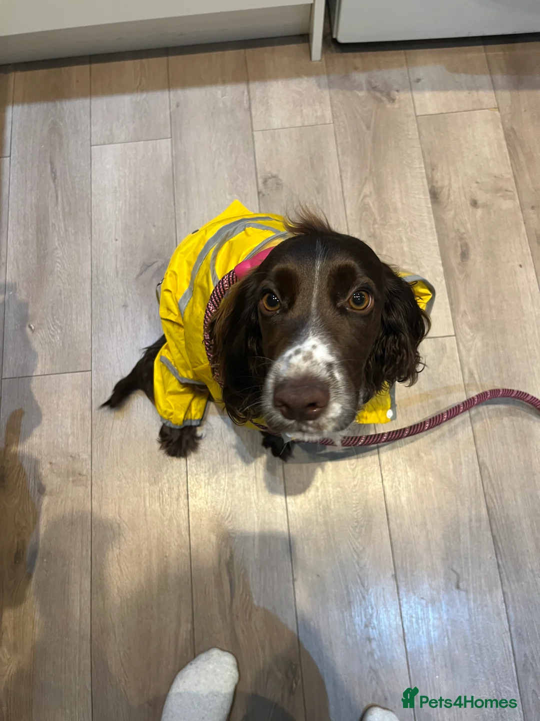 Cocker Spaniel dogs for sale: Coco  - Advert 6