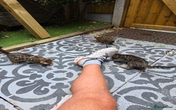 Bengal cats for sale: ✨ Bengal Kittens Looking for Loving Homes ✨ - Image 2
