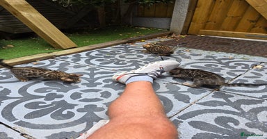 Bengal cats - Advert 4