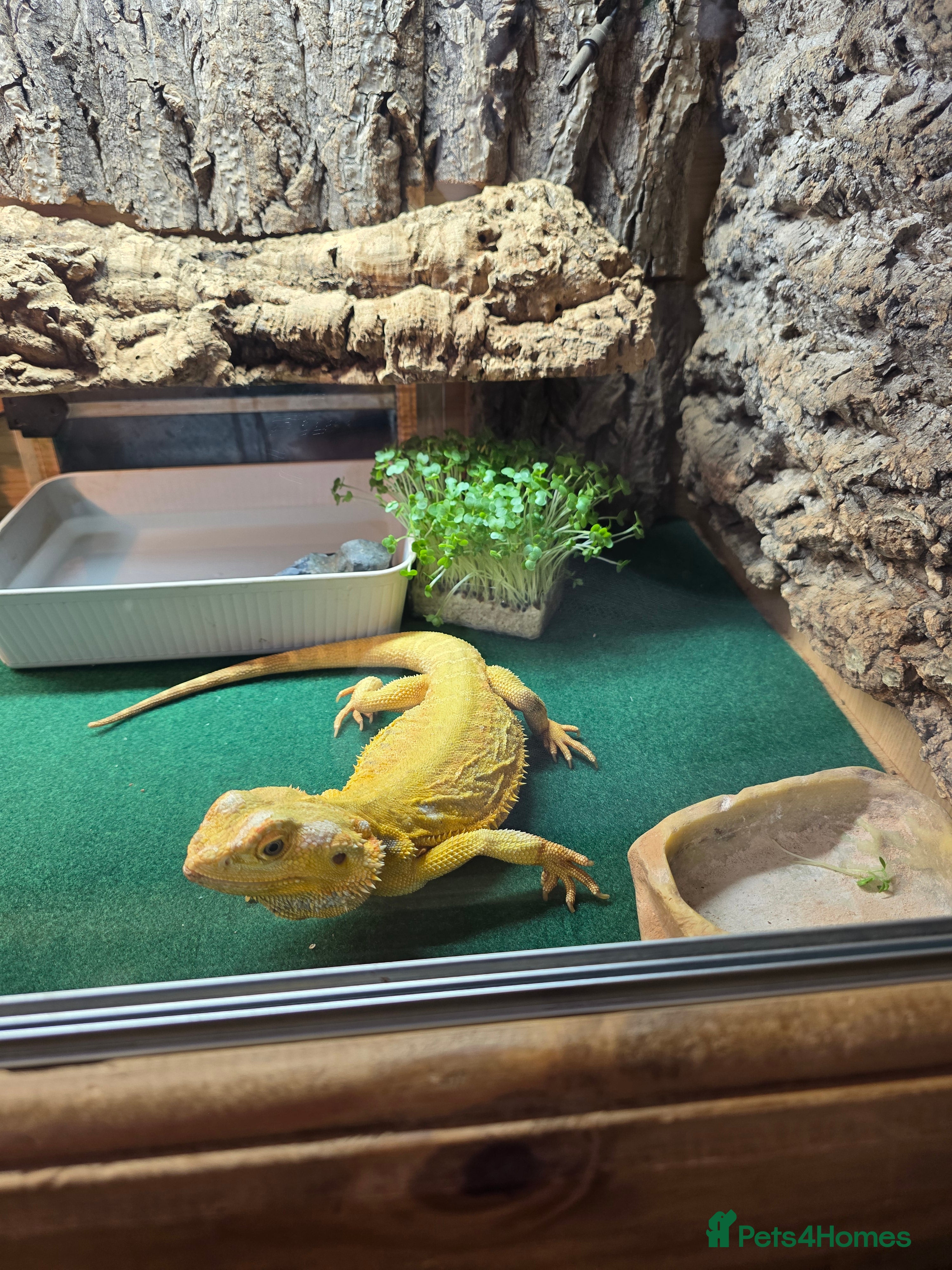 Bearded Dragon reptiles Our sweet friendly dragon.  - Advert 10