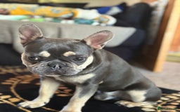 French Bulldog dogs for stud: French bulldog stud 1st time - Image 2