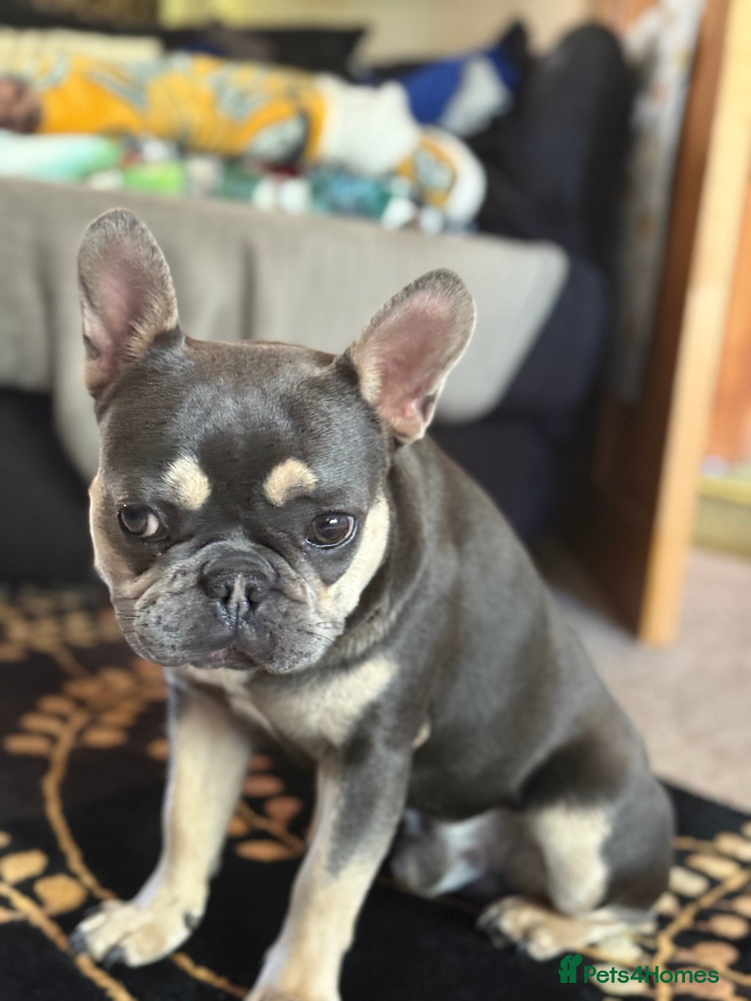 French Bulldog dogs for stud: French bulldog stud 1st time - Image 2