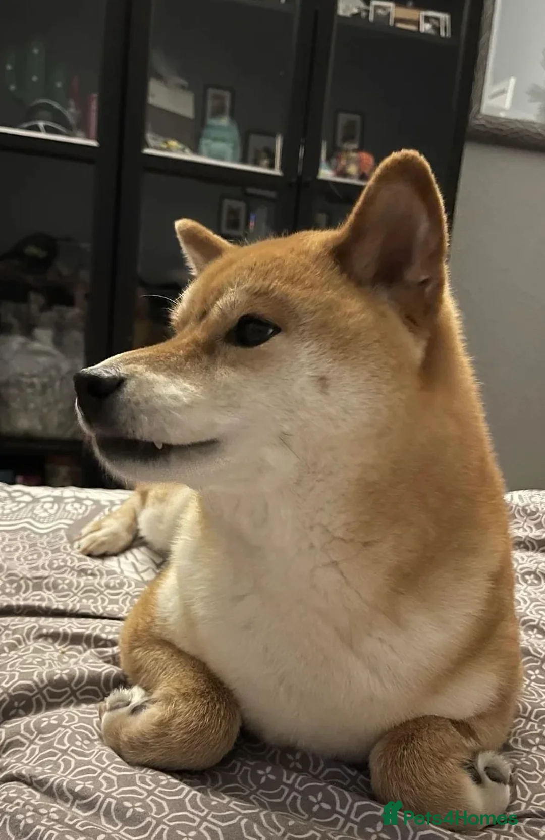 Japanese Shiba Inu dogs for sale: Superb Shiba - Excellent Companion - Advert 5