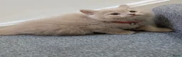 British Longhair cats for sale: Last GCCF reg British longhair kitten ready now - Advert 3