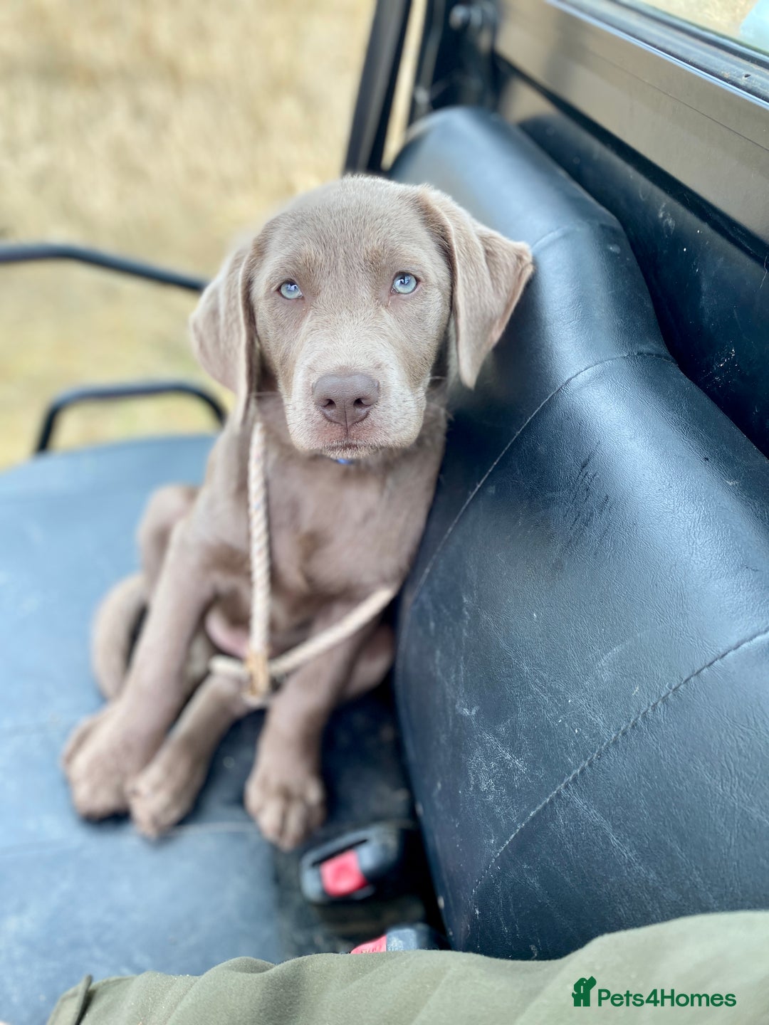 Labradoodle dogs for sale: Winter’s Rare Silver & Merle Labradoodle Puppies - Image 11