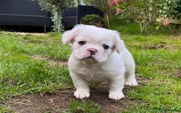 French Bulldog dogs for sale: Fluffy French Bulldogs  - Image 4