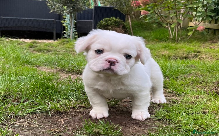 French Bulldog dogs - Advert 2