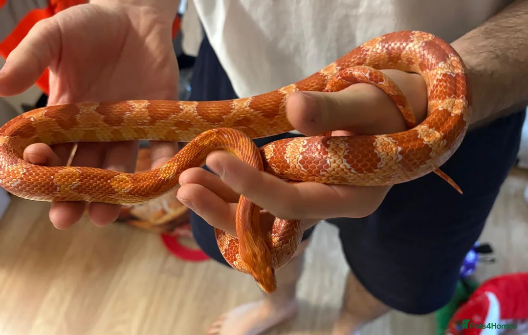 Corn Snake reptiles for sale: Beautiful male corn snake  - Advert 5