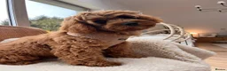 Cavapoo dogs for sale: Cavapoo boy - Advert 8