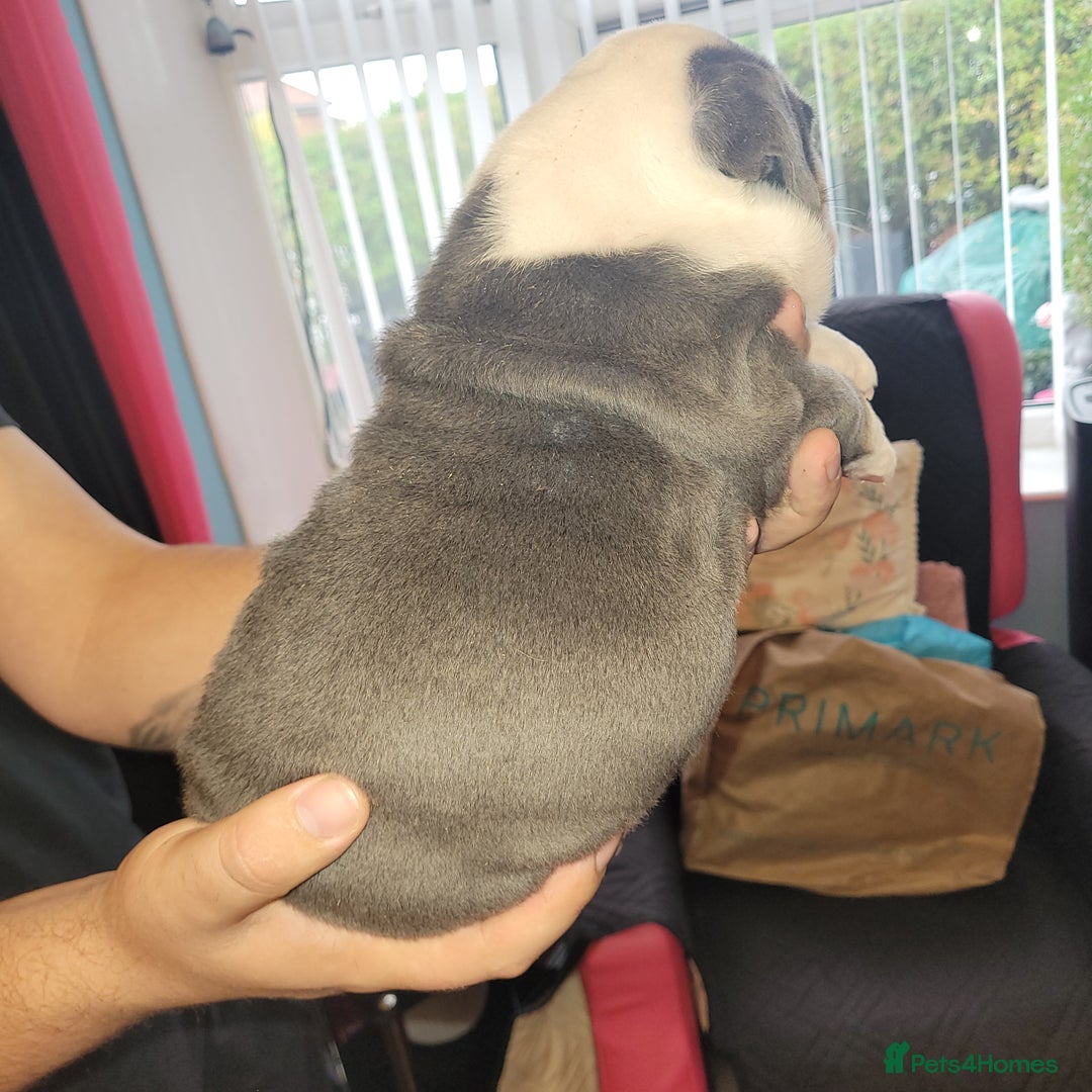 English Bulldog dogs for sale: English Bulldog puppies  - Image 18