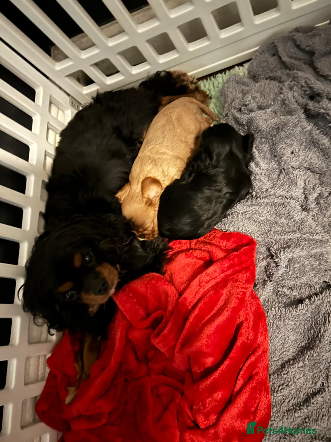 Cavalier King Charles Spaniel dogs for sale: Cavalier baby boy  - Advert 4