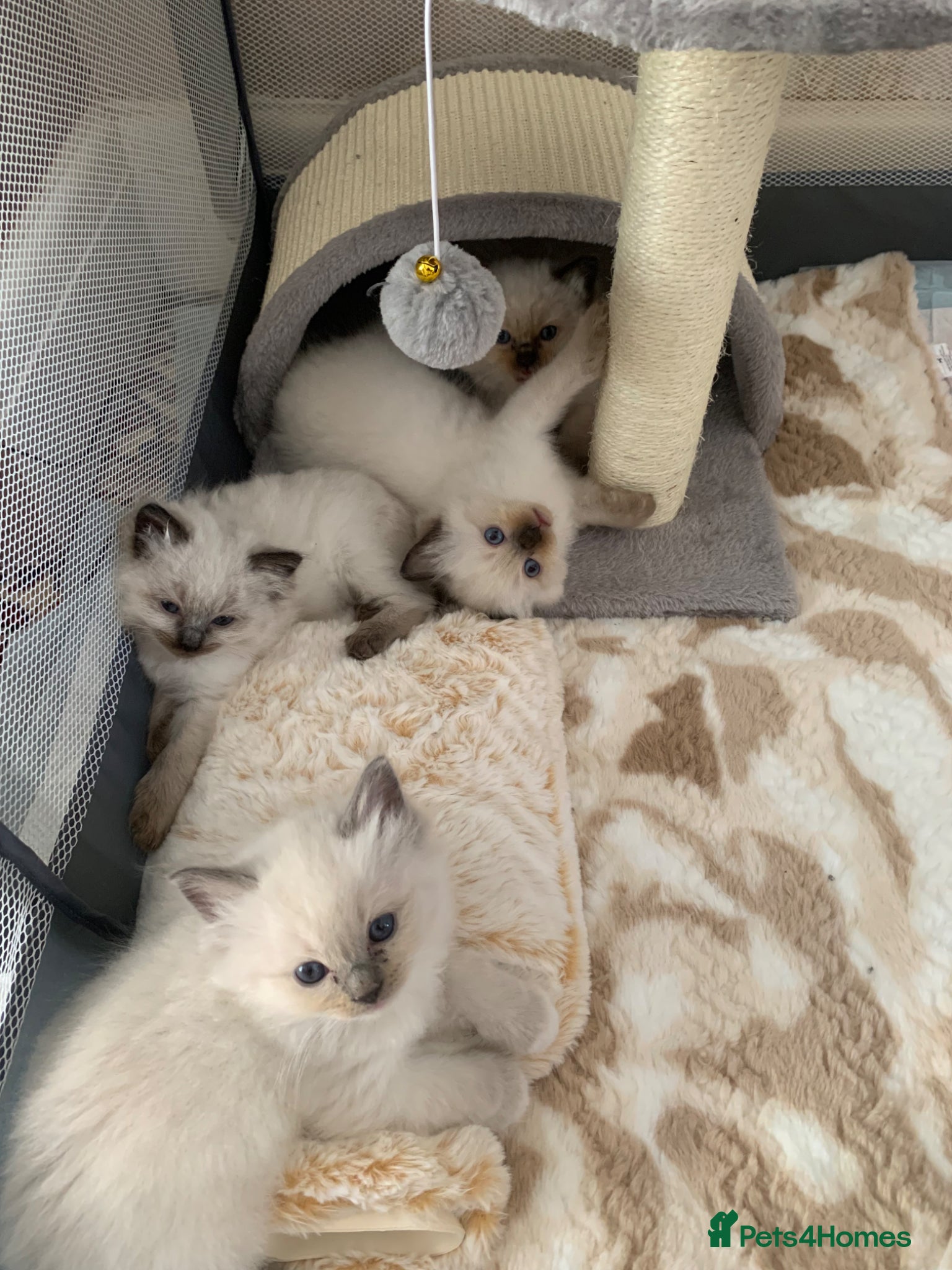 Ragdoll cats CHAMPION BLOODLINE RAGDOLL KITTENS 🥇🏅 - Advert 20