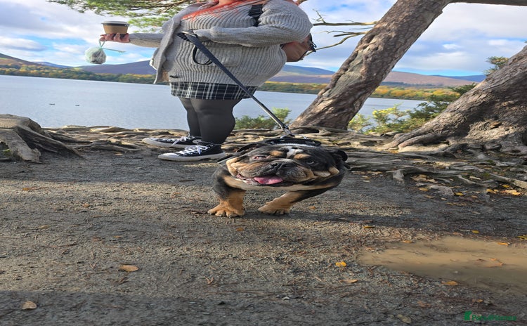 English Bulldog dogs George  - Advert 7