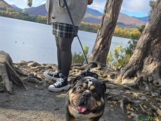 English Bulldog dogs George - Advert 4