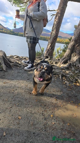 English Bulldog dogs George - Advert 1