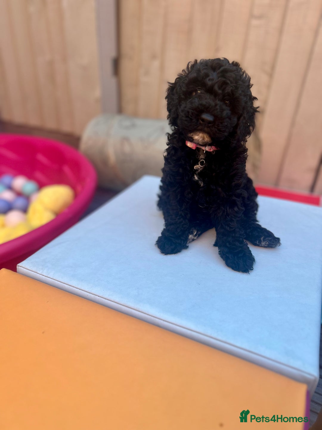 Maltipoo dogs for sale: Stunning F1b Toy Maltipoo puppies  in Bristol - Image 11