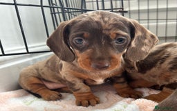 Dachshund dogs for sale: Dachshund medium/small dappled chocolate - Image 1