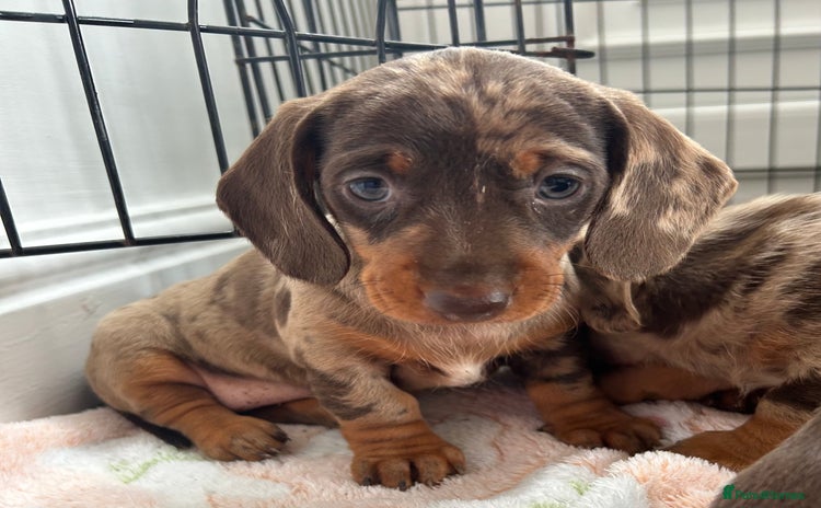 Dachshund dogs - Advert 4