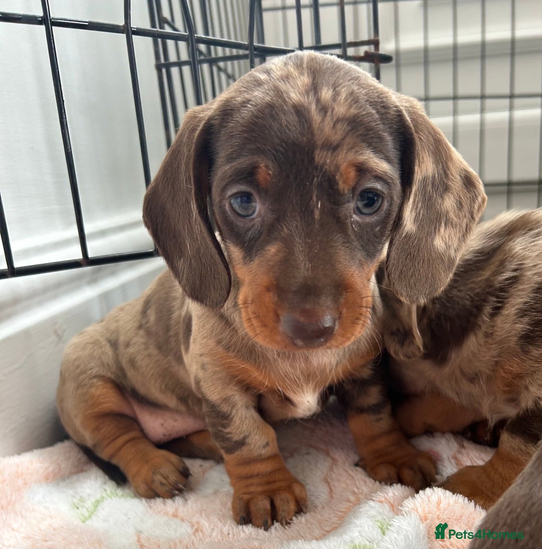 Dachshund dogs for sale: Dachshund medium/small dappled chocolate - Image 1