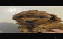 Toy Poodle dogs for sale: Stunning toy poodles  - Image 3
