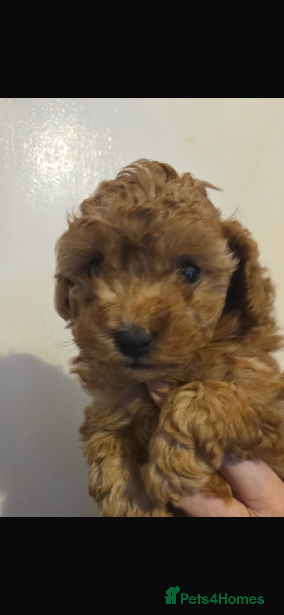Toy Poodle dogs for sale: Stunning toy poodles  - Image 3