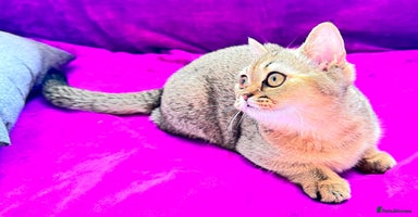 Scottish Fold cats - Advert 3