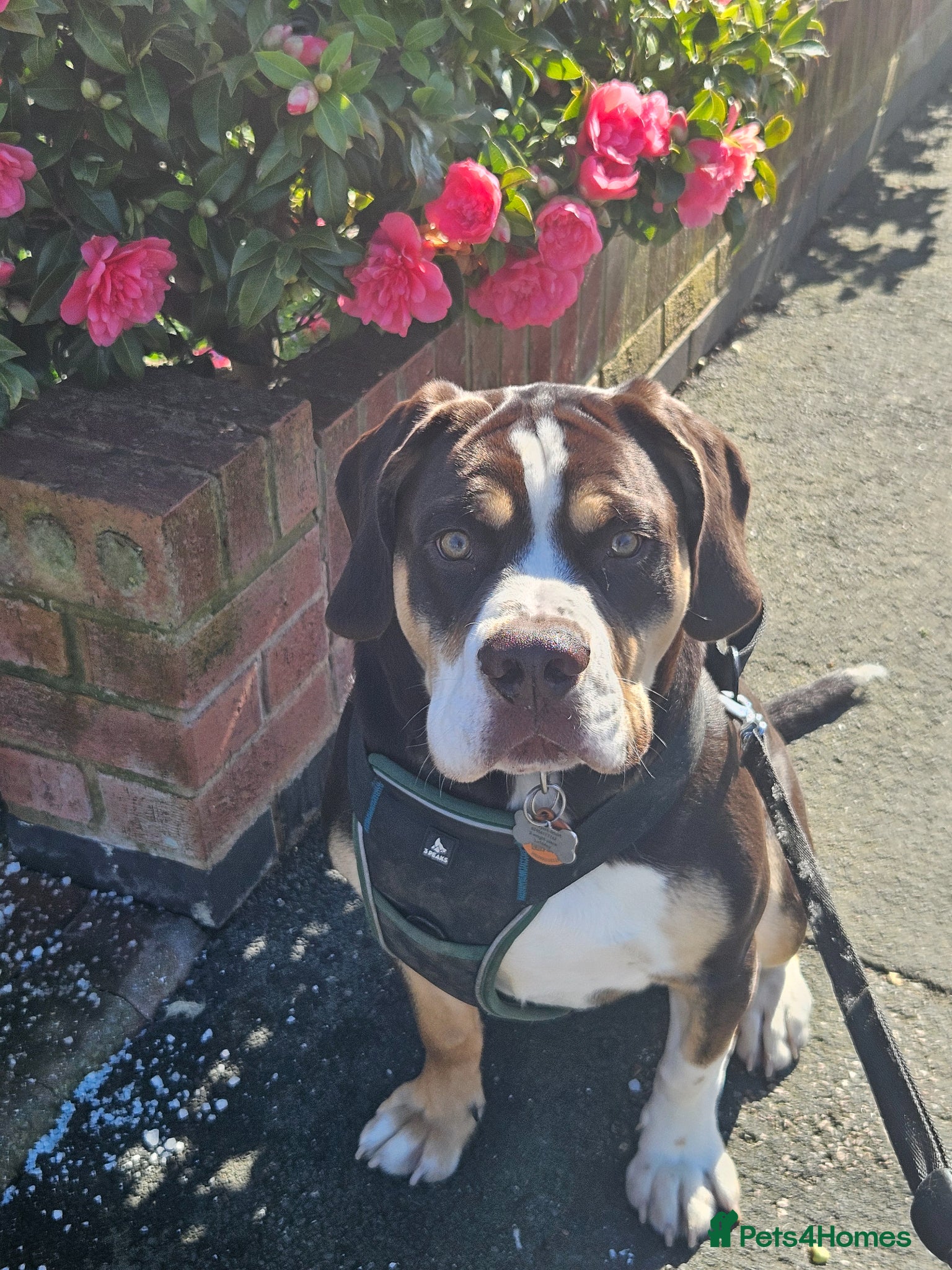 Mixed Breed dogs 9 month old Olde English bulldogge/cocker spaniel  - Advert 1