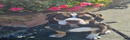 Mixed Breed dogs for sale: 9 month old Olde English bulldogge/cocker spaniel  - Advert 1